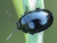 Phaedon armoraciae