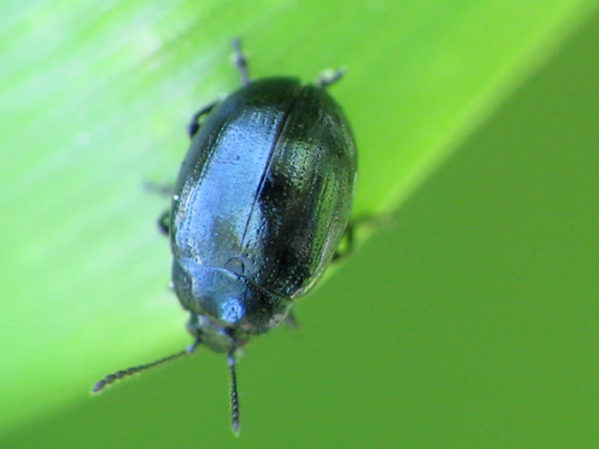 Phaedon armoraciae