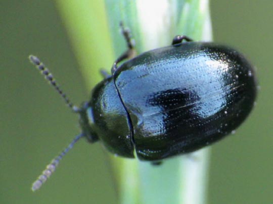 Phaedon armoraciae