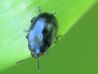 Phaedon armoraciae