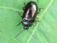 Phratora sp.