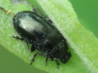 Phratora sp.