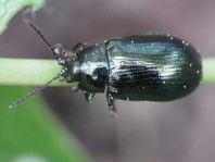 Phratora sp.