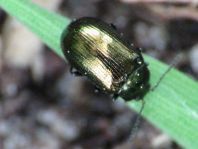 Phratora sp.