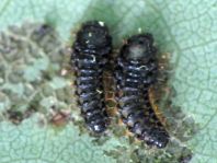 Phratora sp.
