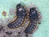 Phratora sp.