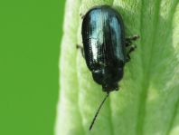 Phratora sp.