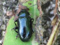 Phratora sp.
