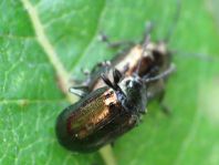 Phratora sp.