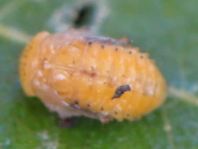 Phratora sp.