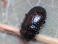 Phratora sp.