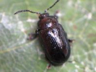 Phratora sp.