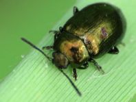 Phratora sp.