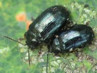 Phratora sp.
