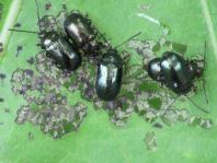 Phratora sp.