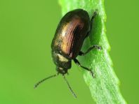 Phratora sp.