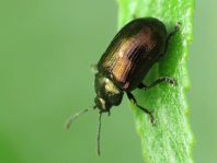 Phratora sp.
