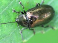 Phratora sp.