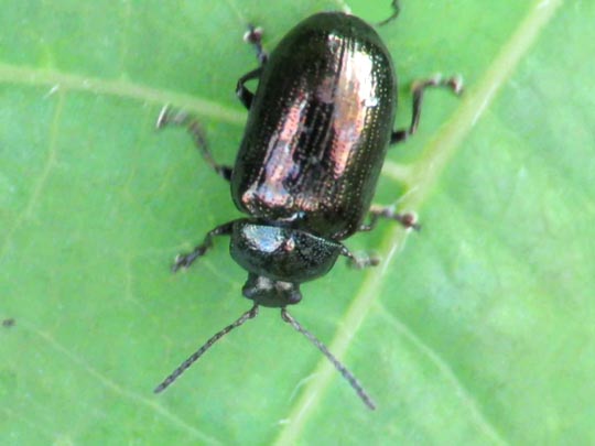 Phratora sp.