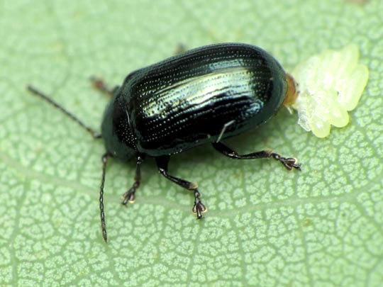 Phratora sp.