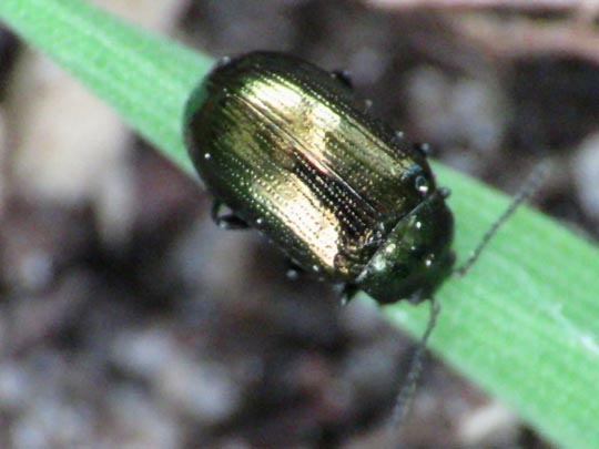 Phratora sp.