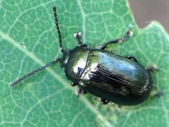 Phratora sp.