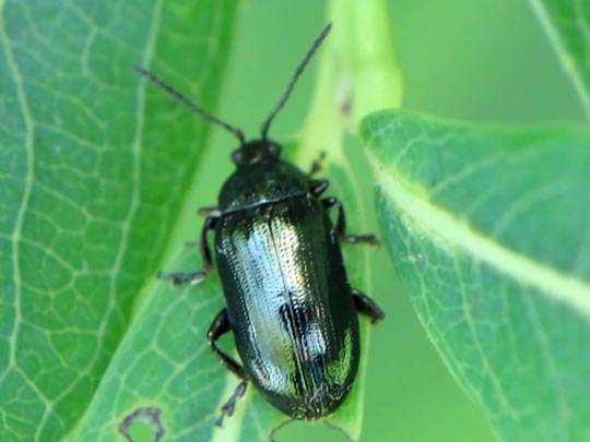 Phratora sp.