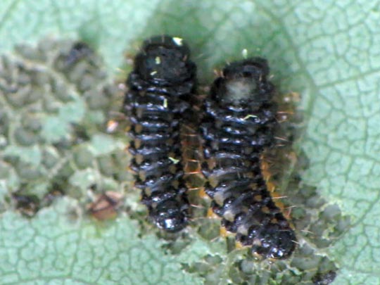 Phratora sp.