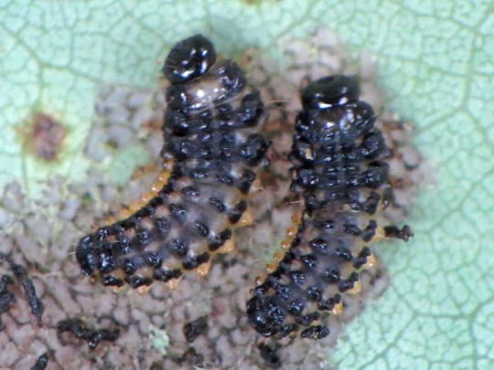 Phratora sp.