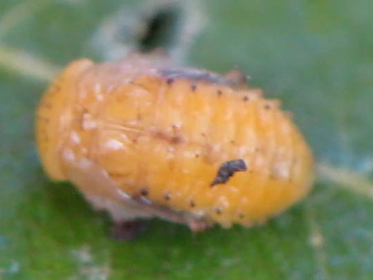 Phratora sp.