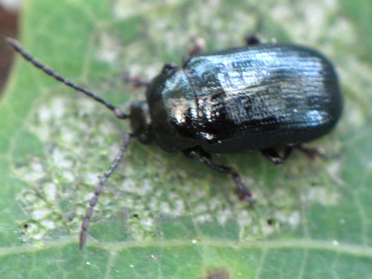 Phratora sp.