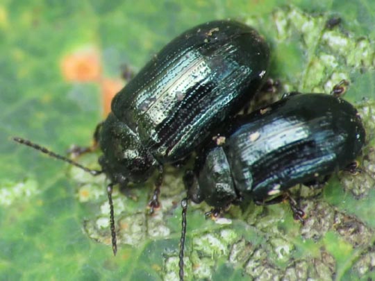 Phratora sp.
