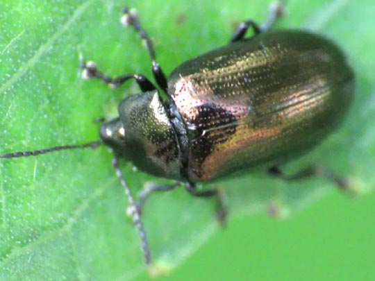 Phratora sp.
