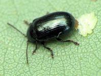 Phratora sp.