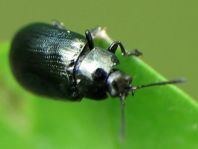 Phratora sp.