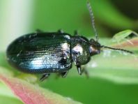 Phratora sp.