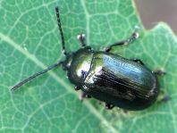 Phratora sp.