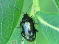 Phratora sp.