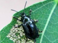 Phratora sp.