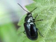 Phratora sp.