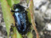 Phratora sp.