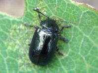 Phratora sp.