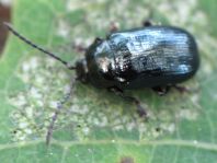 Phratora sp.