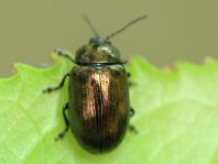 Phratora sp.