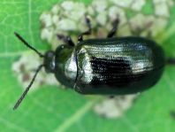 Phratora sp.