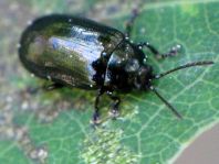 Phratora sp.