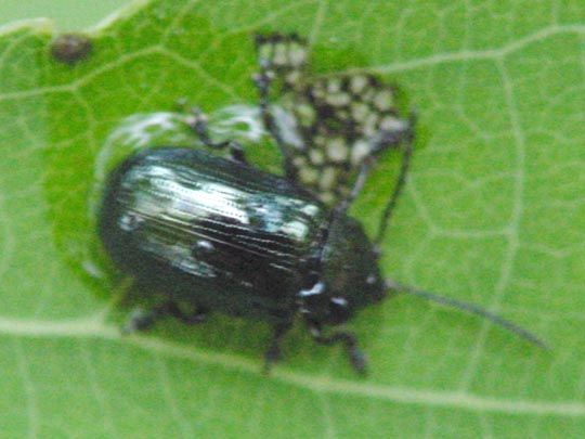 Phratora sp.