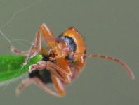 Phyllobrotica quadrimaculata