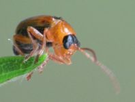 Phyllobrotica quadrimaculata