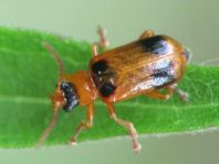 Phyllobrotica quadrimaculata